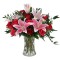 Star Gazier Roses